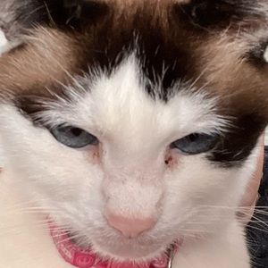 Meet your Posher, Flor